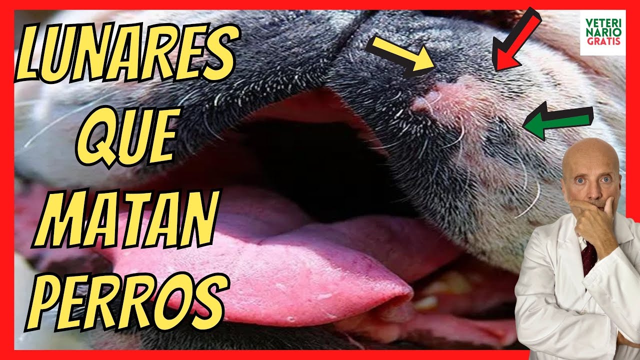 manchas negras en los genitales de mi perro