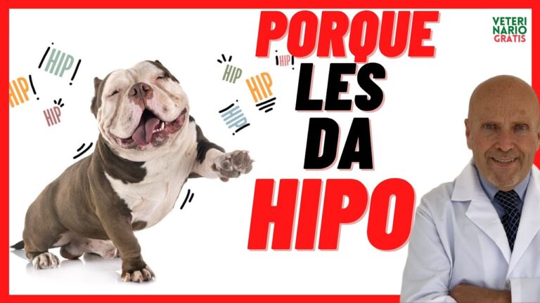¿Por qué mi perro tiene hipo muy seguido? Causas y soluciones efectivas