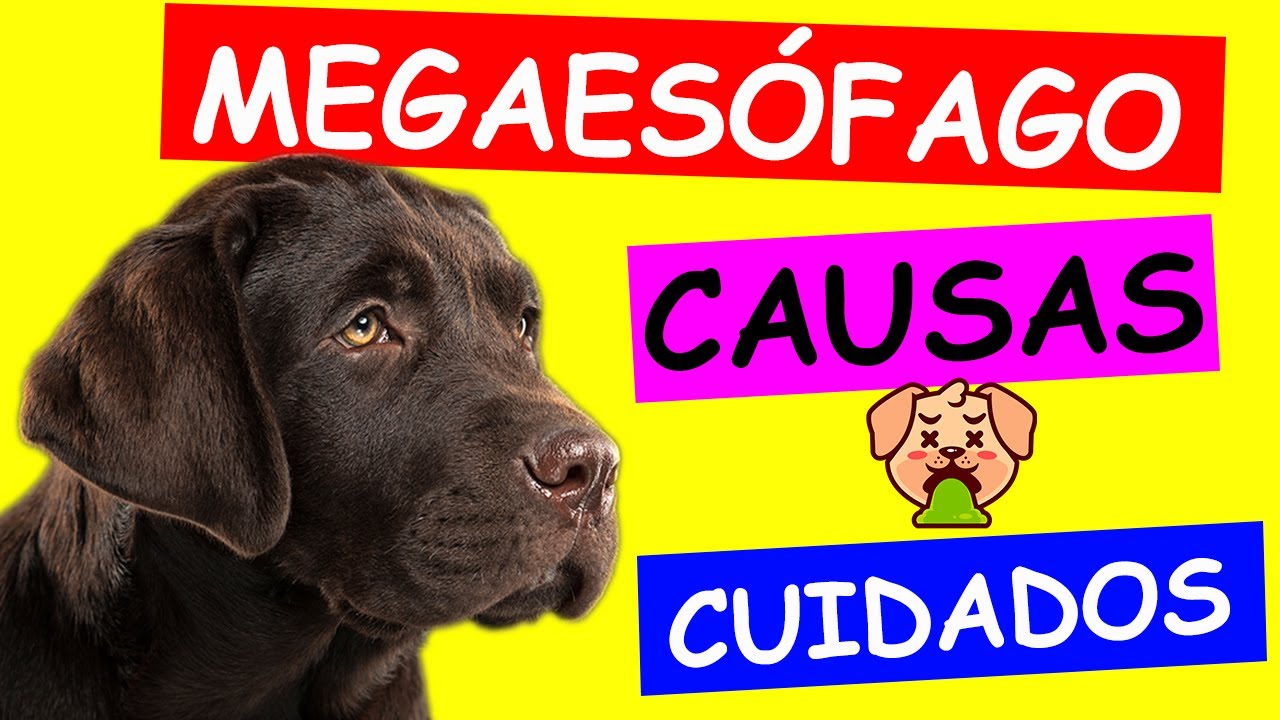 puede vivir un perro con megaesófago