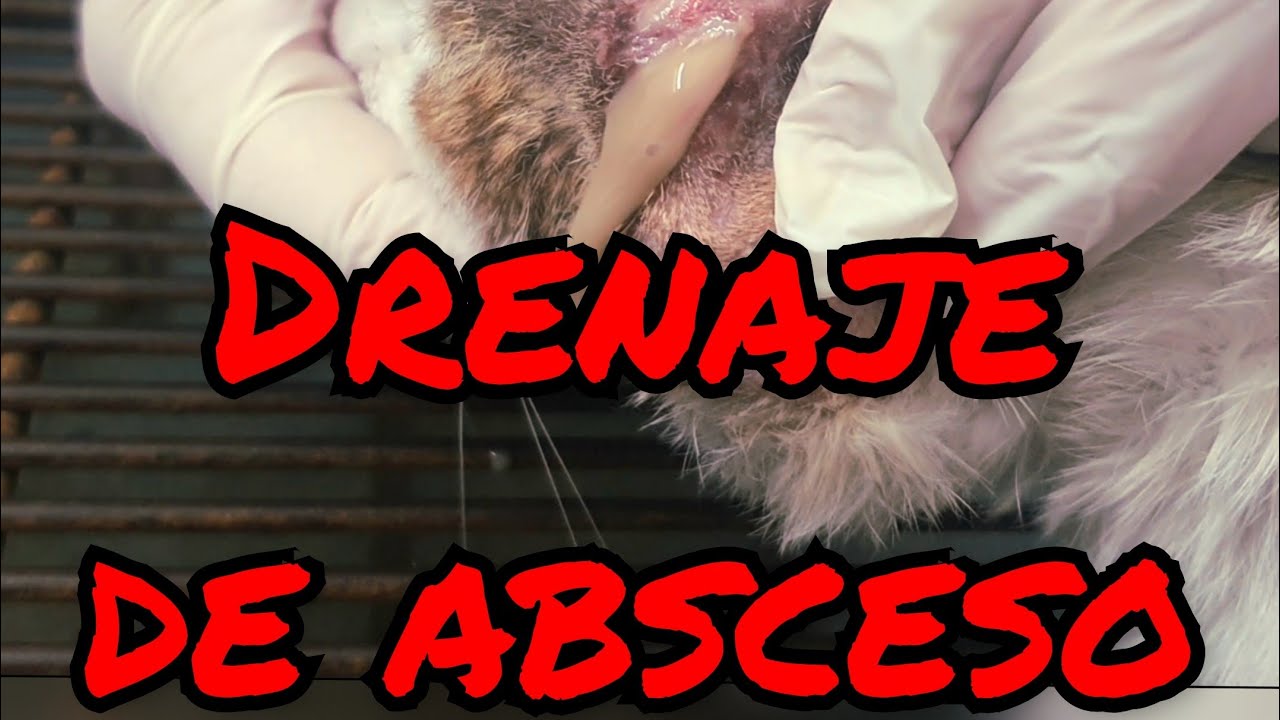 absceso heridas en gatos con pus
