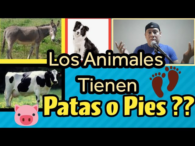 algunos animales las tienen por manos o pies