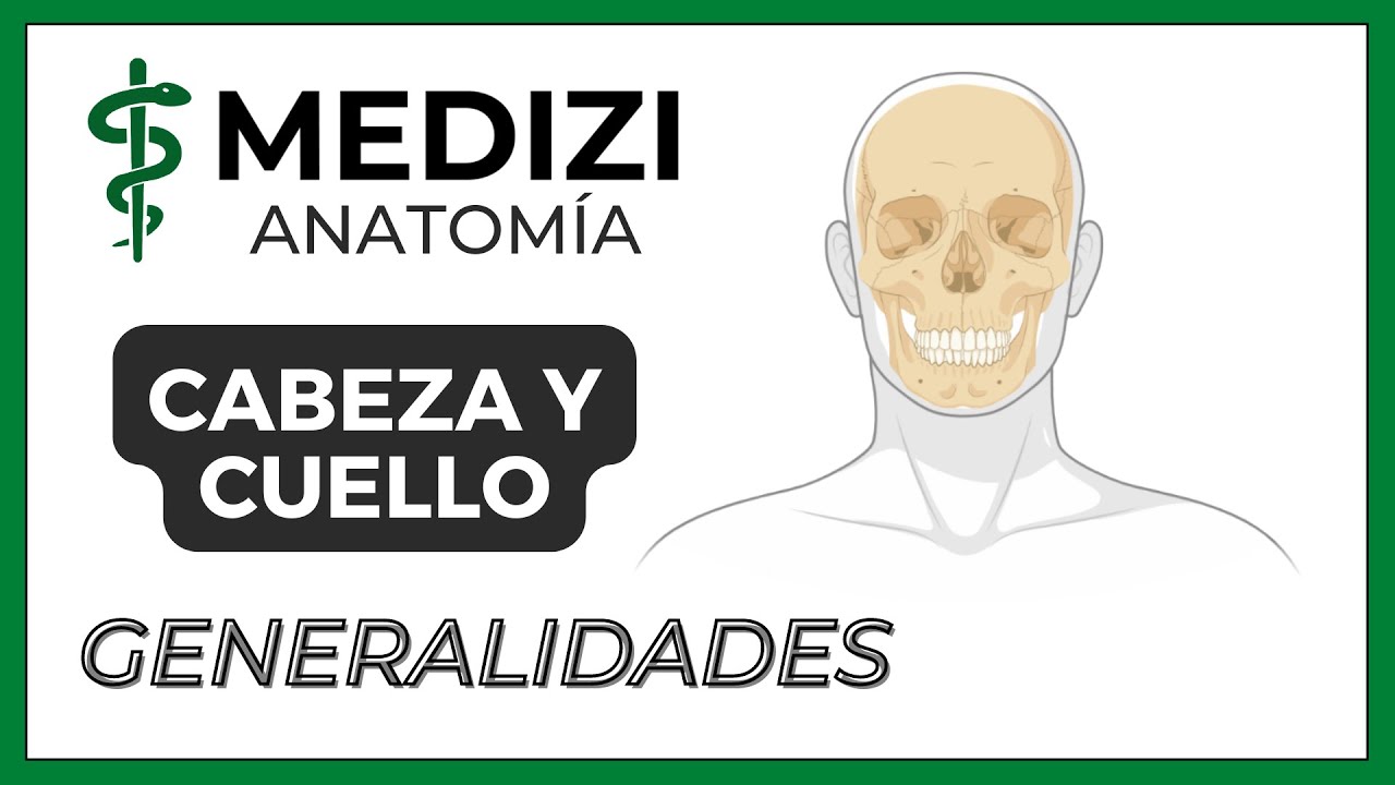 anatomía de la cara y cuello