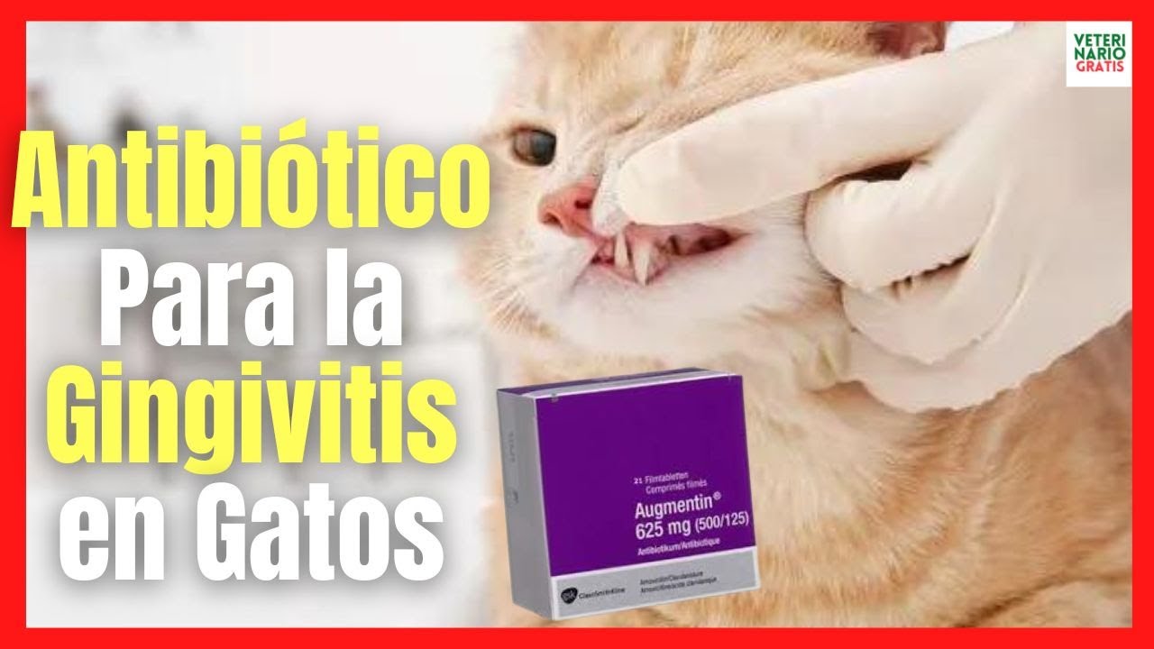 antibioticos para gatos con infeccion en la boca