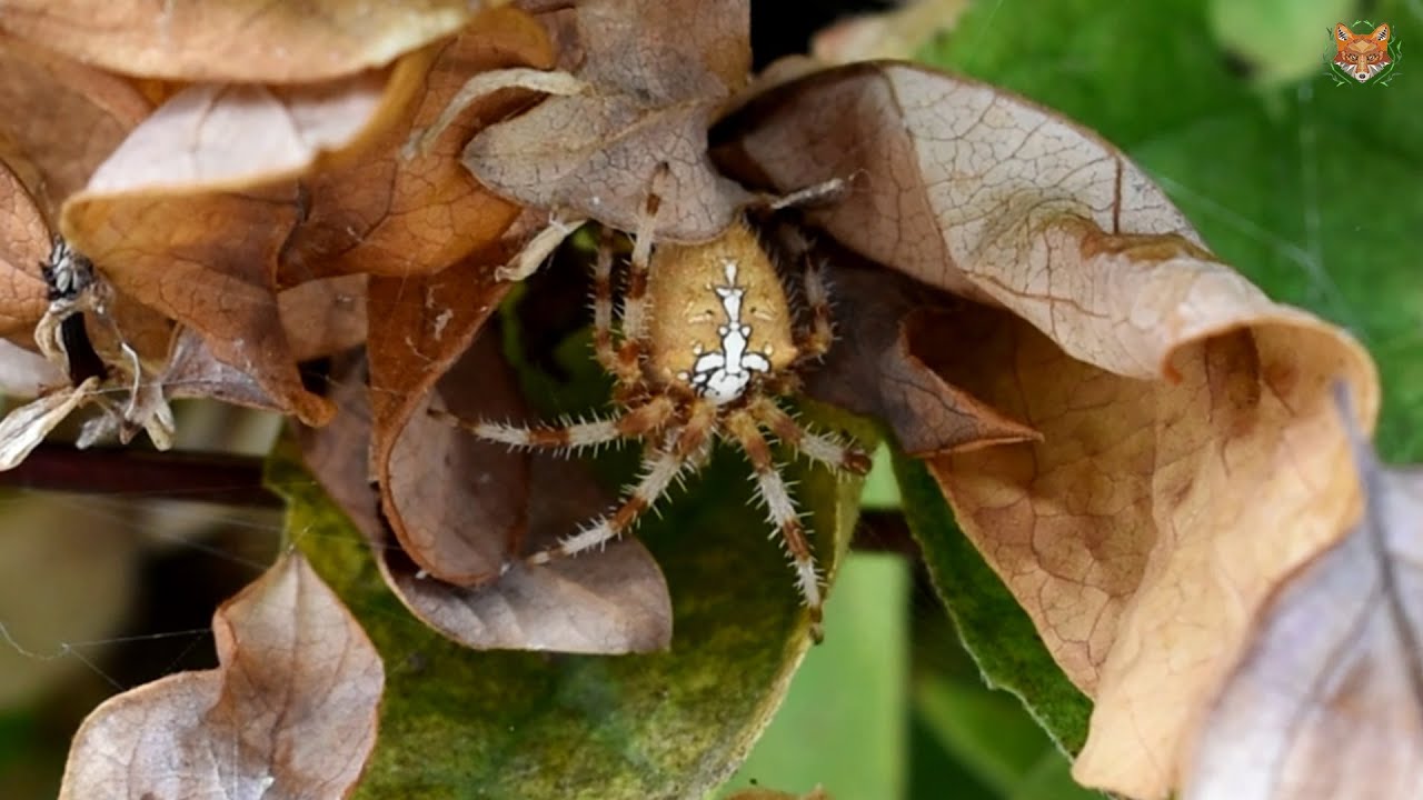 araña de la cruz es venenosa