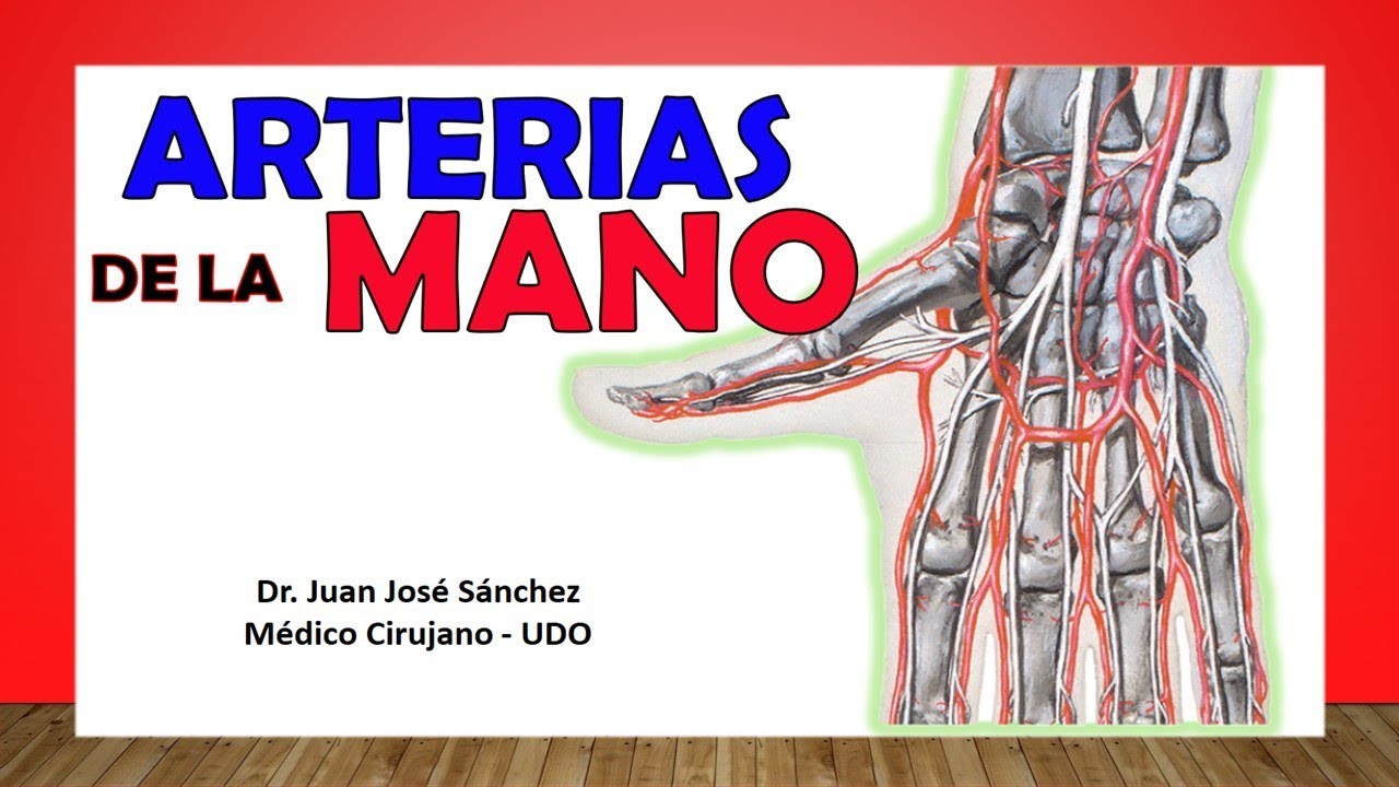 arterias y venas de la mano