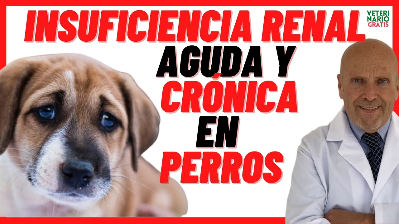 insuficiencia renal por leishmaniasis en perros