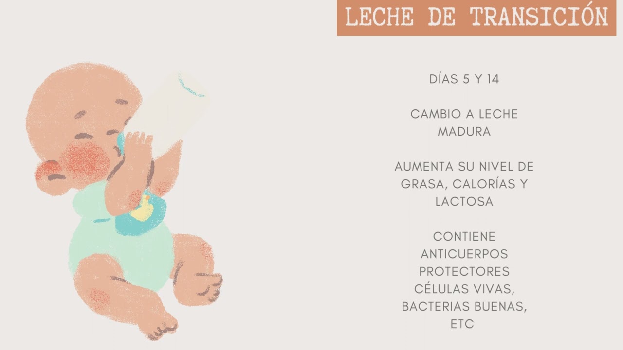 3 fases de la lactancia materna