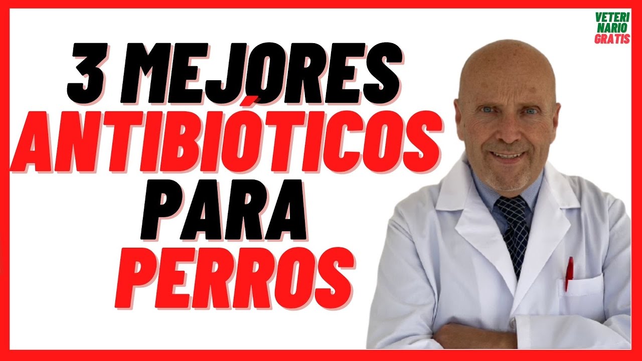 antibioticos para perros con heridas infectadas
