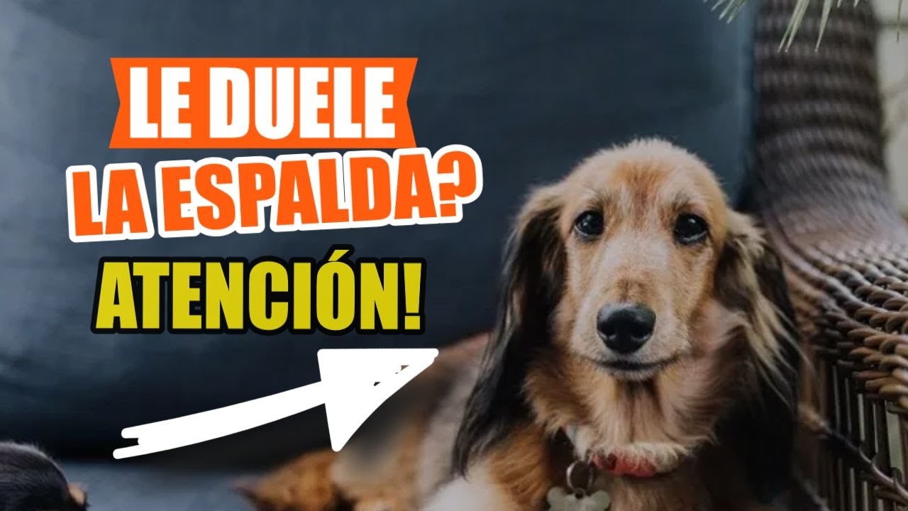 como aliviar el dolor de espalda en perros