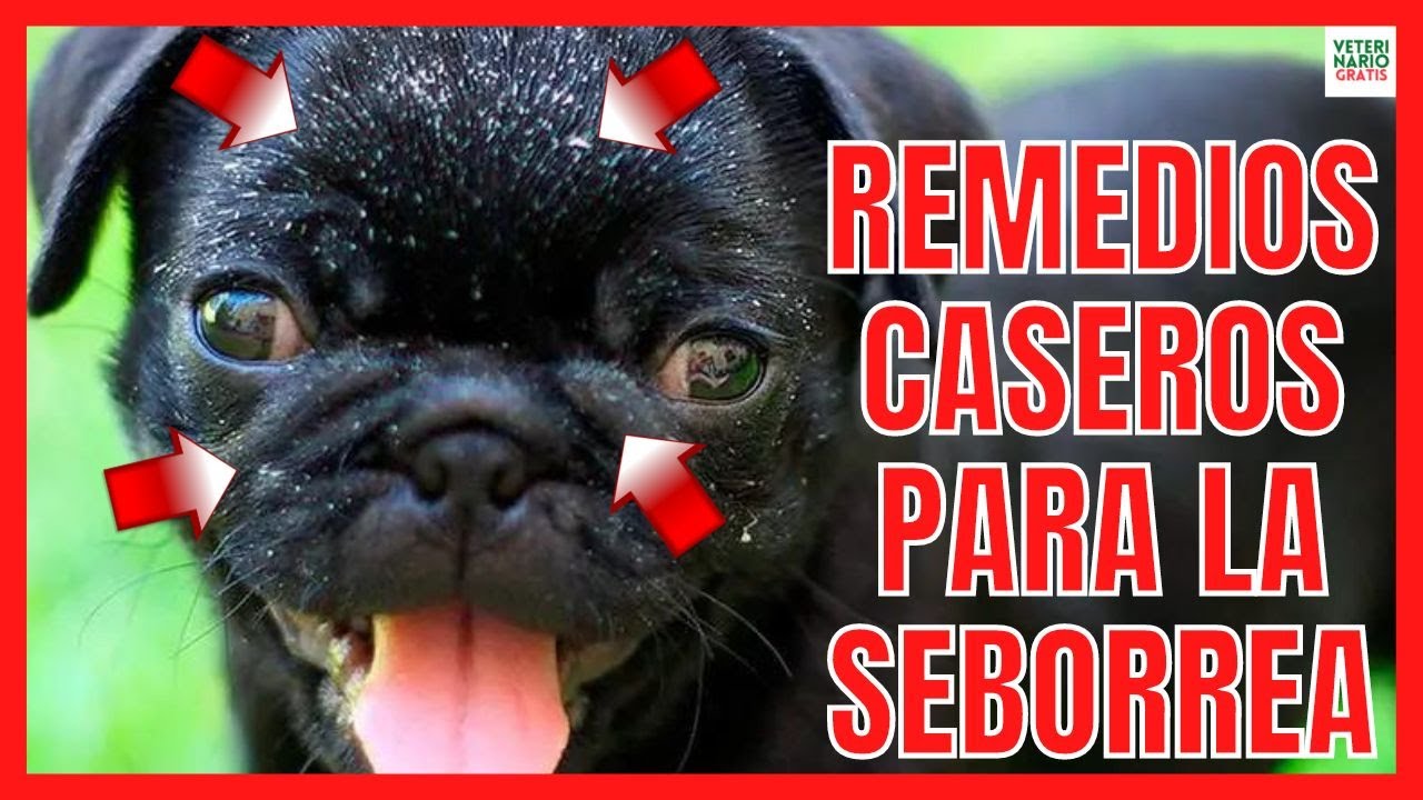 dermatitis seborreica en perros tratamiento casero