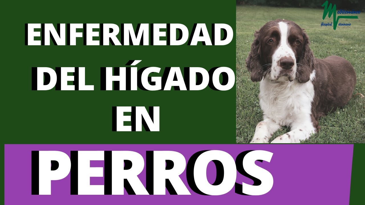 fallo hepático perros esperanza de vida