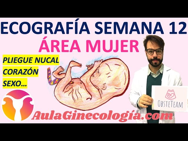 la ecografía de las 12 semanas es abdominal