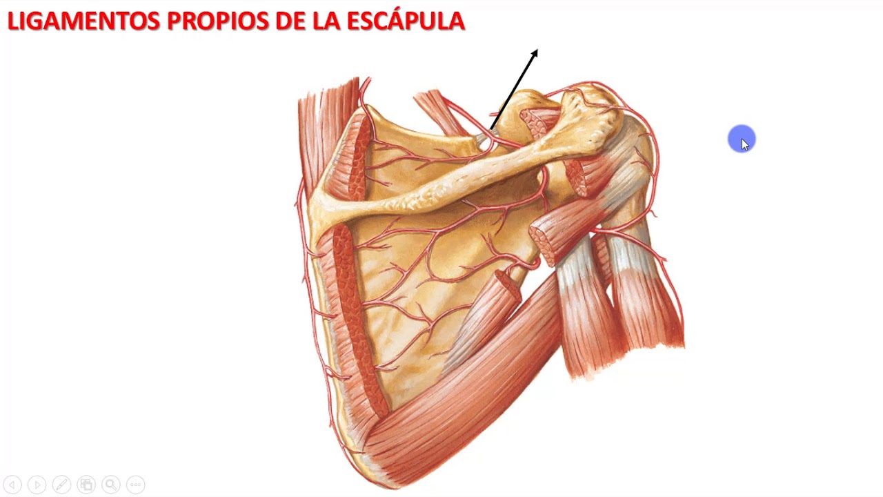ligamento transverso inferior de la escapula