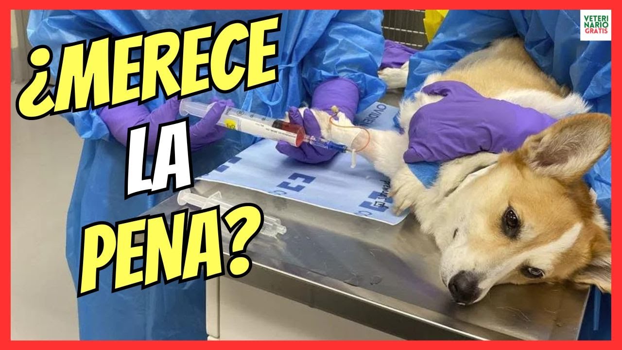 metastasis pulmonar en perros esperanza de vida