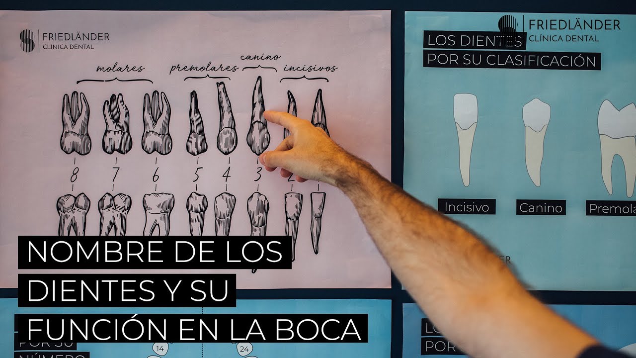 nombres de los dientes del ser humano