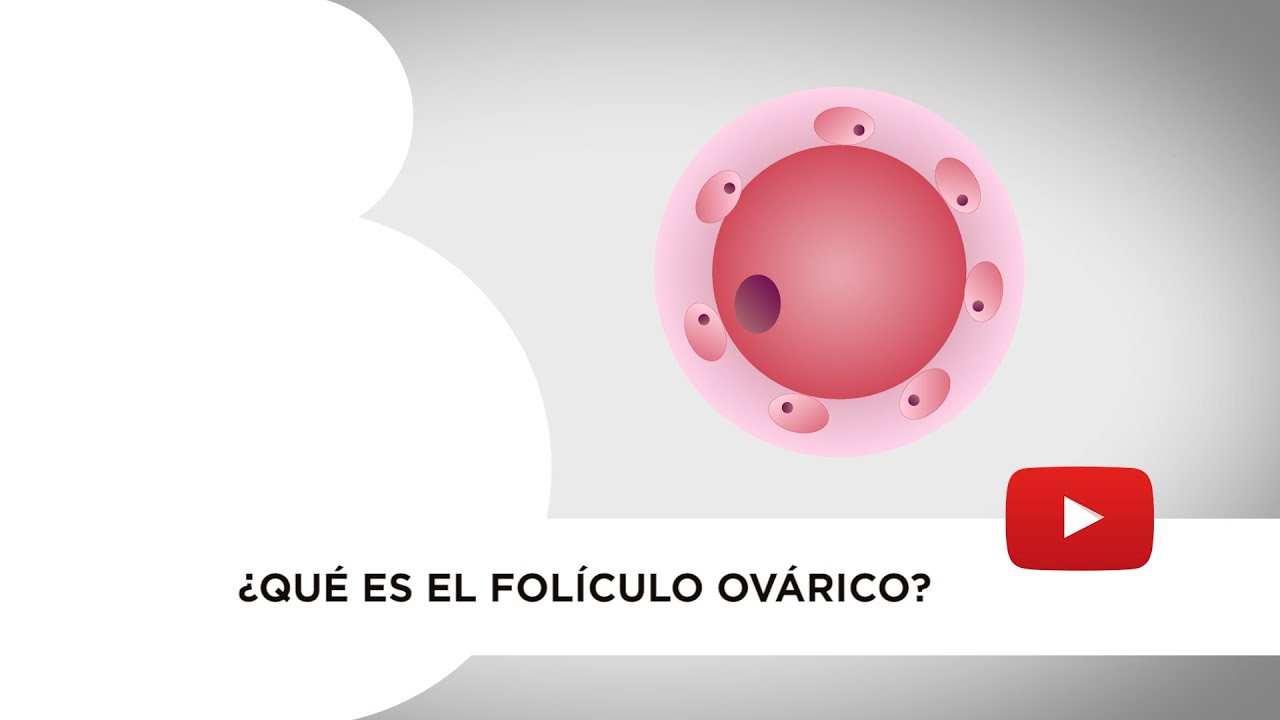 q es un foliculo en el ovario