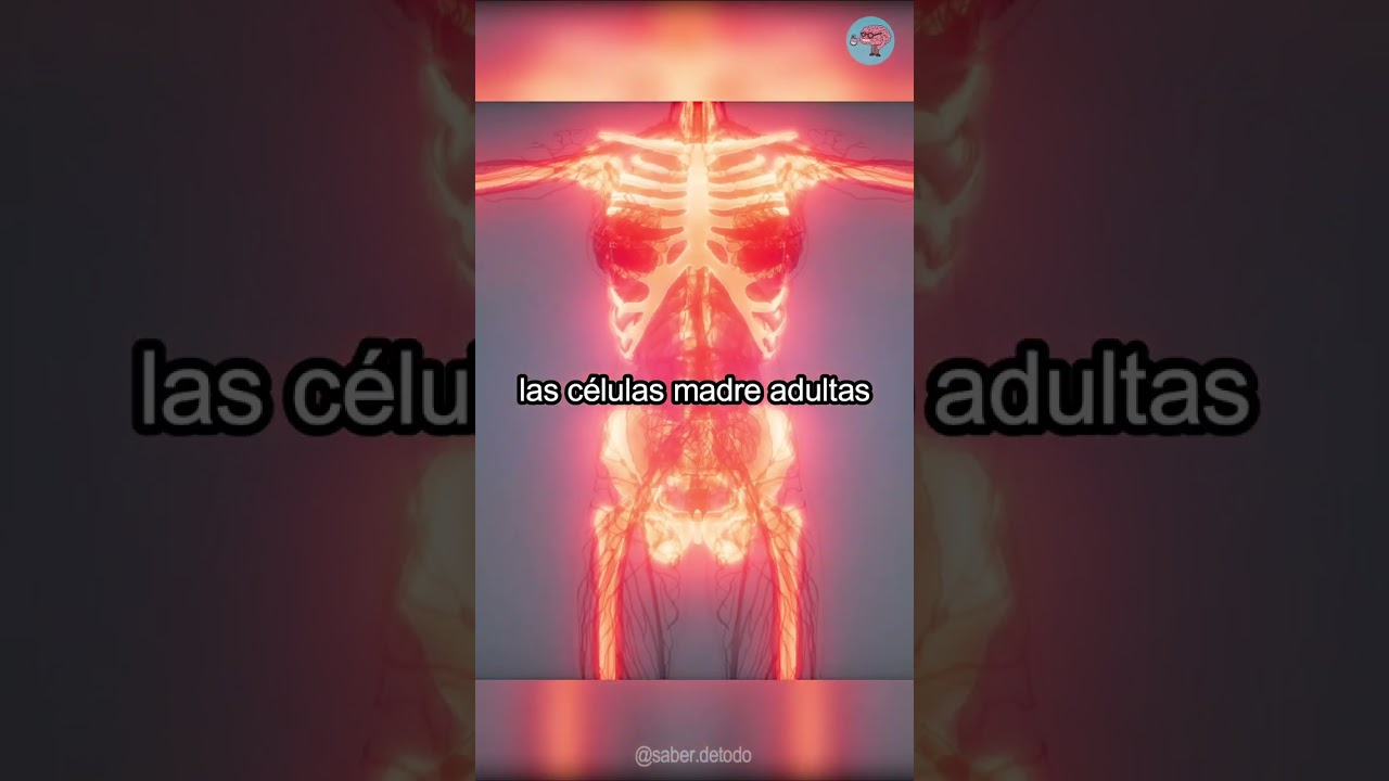 relativo al organo donde se desarrolla el feto