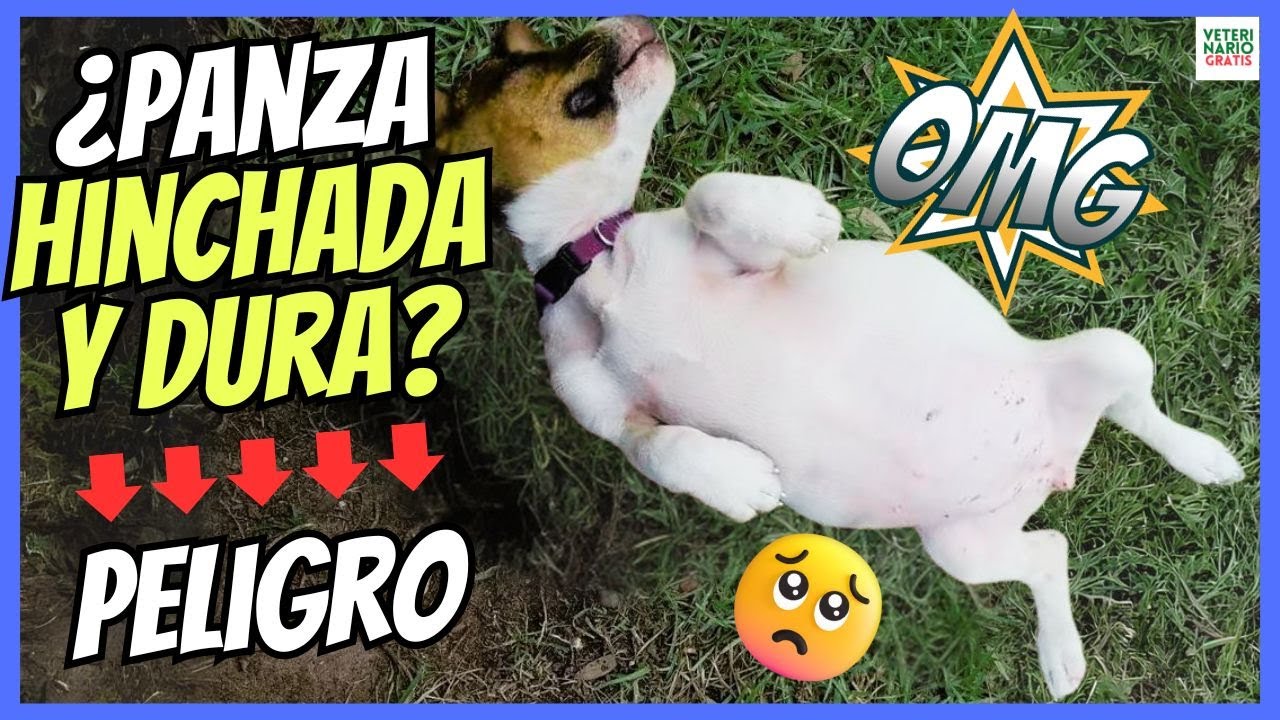 síntomas de distensión abdominal en perros