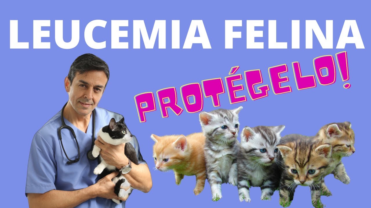 sintomas de la leucemia en gatos