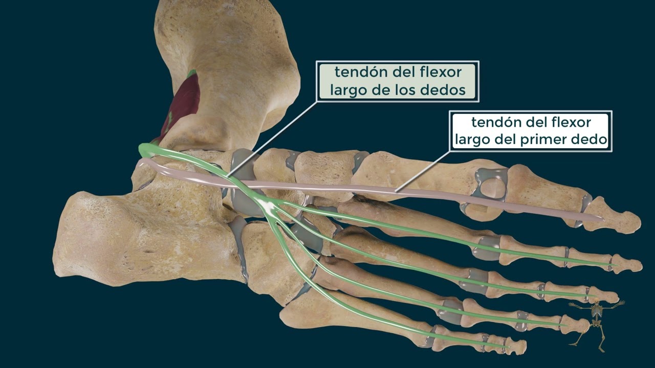 tendon del dedo gordo del pie