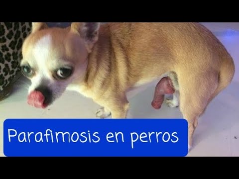 a mi perro se le ha quedado el pito fuera