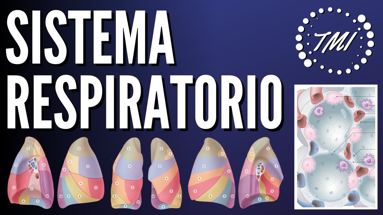 anatomia y fisiologia del aparato respiratorio