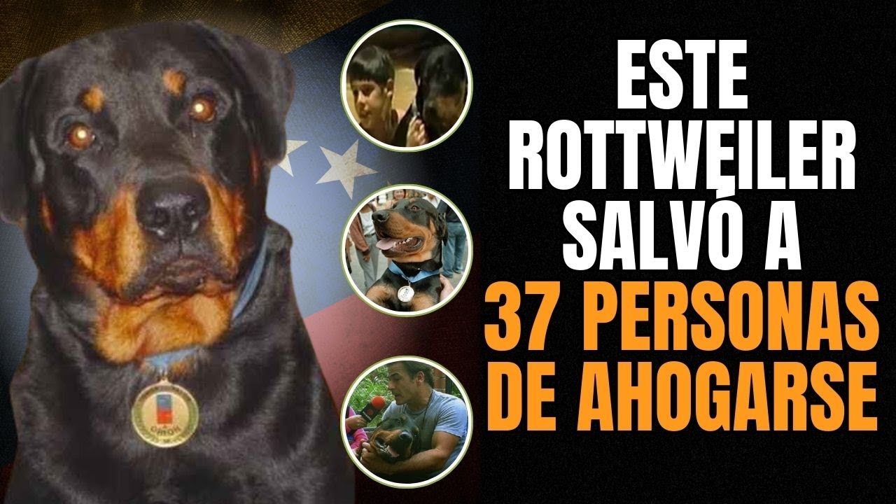 animal que causa la muerte de orión