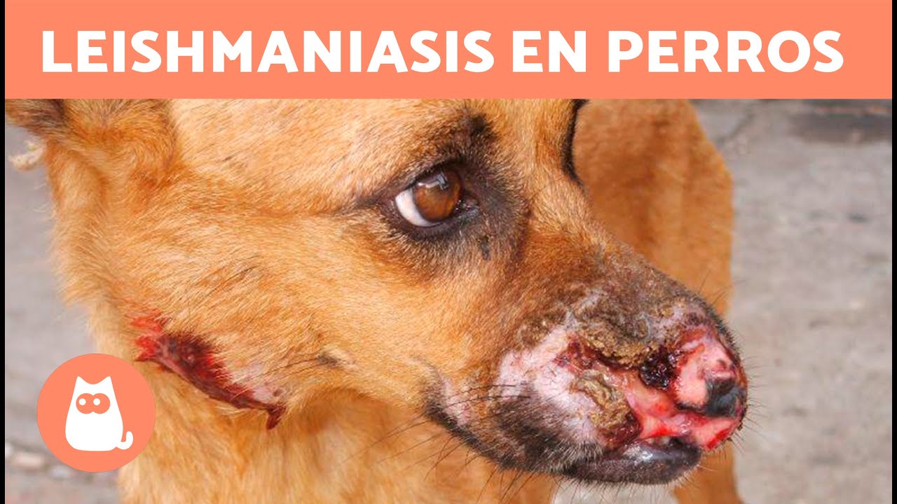 como curar la leishmaniasis en perros