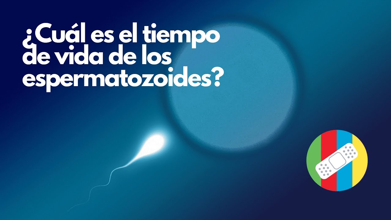 cuanto duran los espermatozoides vivos fuera del cuerpo