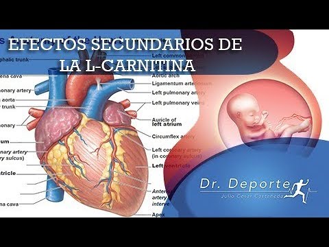 efectos secundarios de la l carnitina