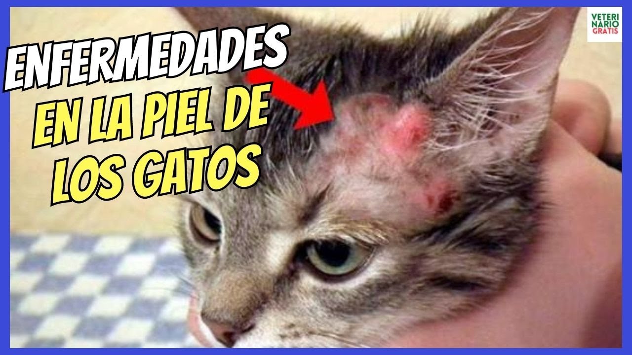 enfermedades de la piel en gatos