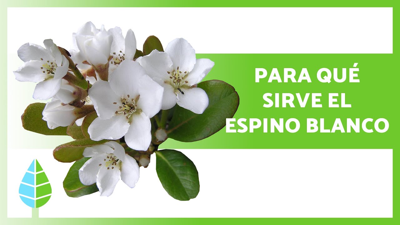 espino blanco ajo y olivo contraindicaciones