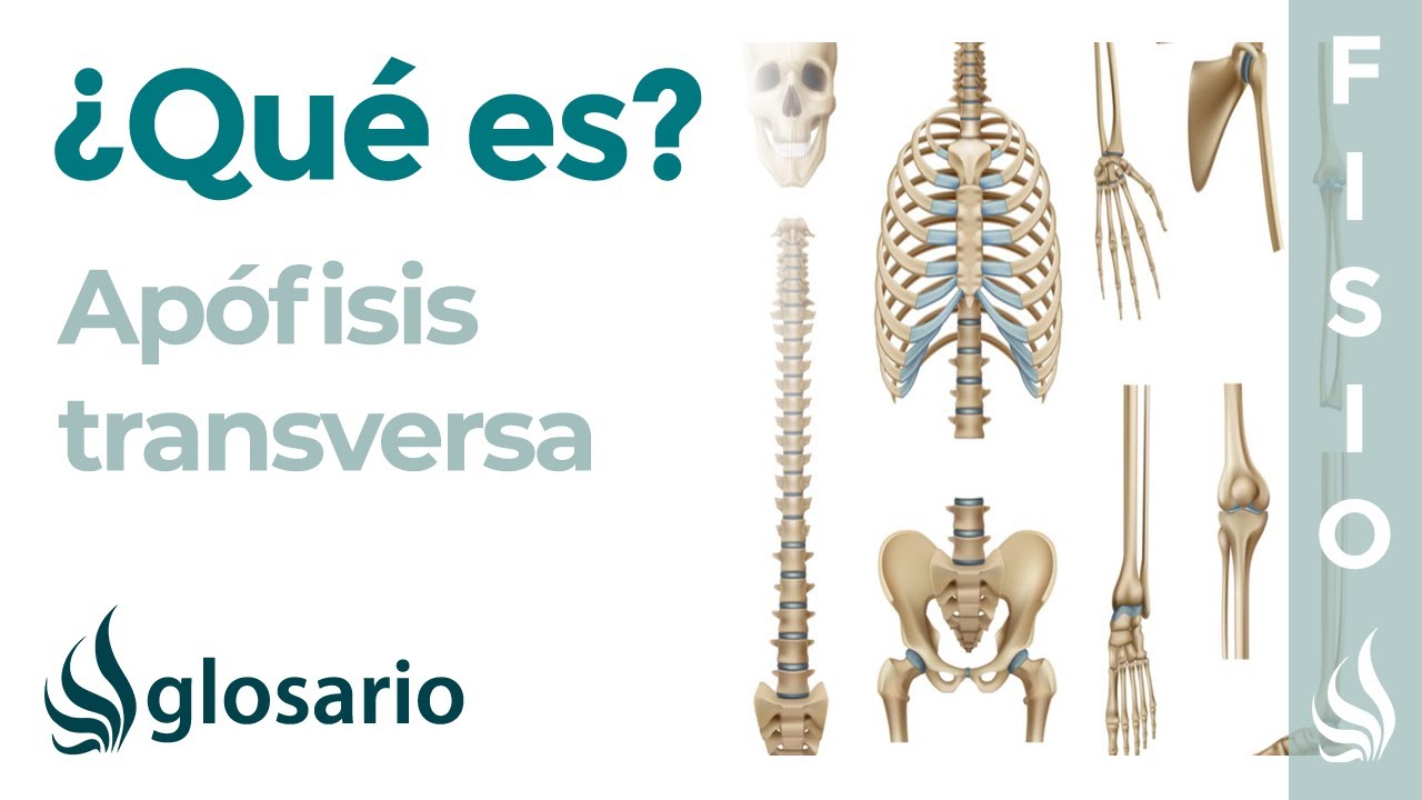 fractura apófisis transversa lumbar tiempo de recuperación