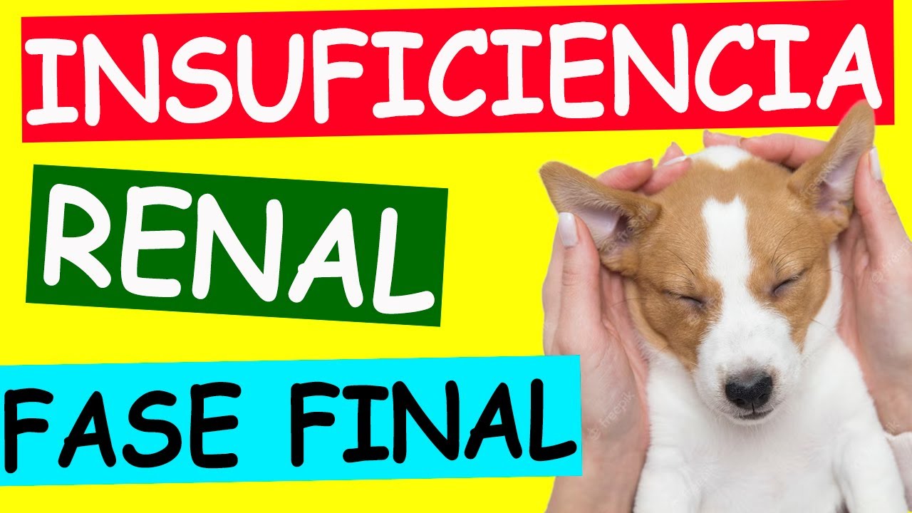 insuficiencia renal en perros fase terminal