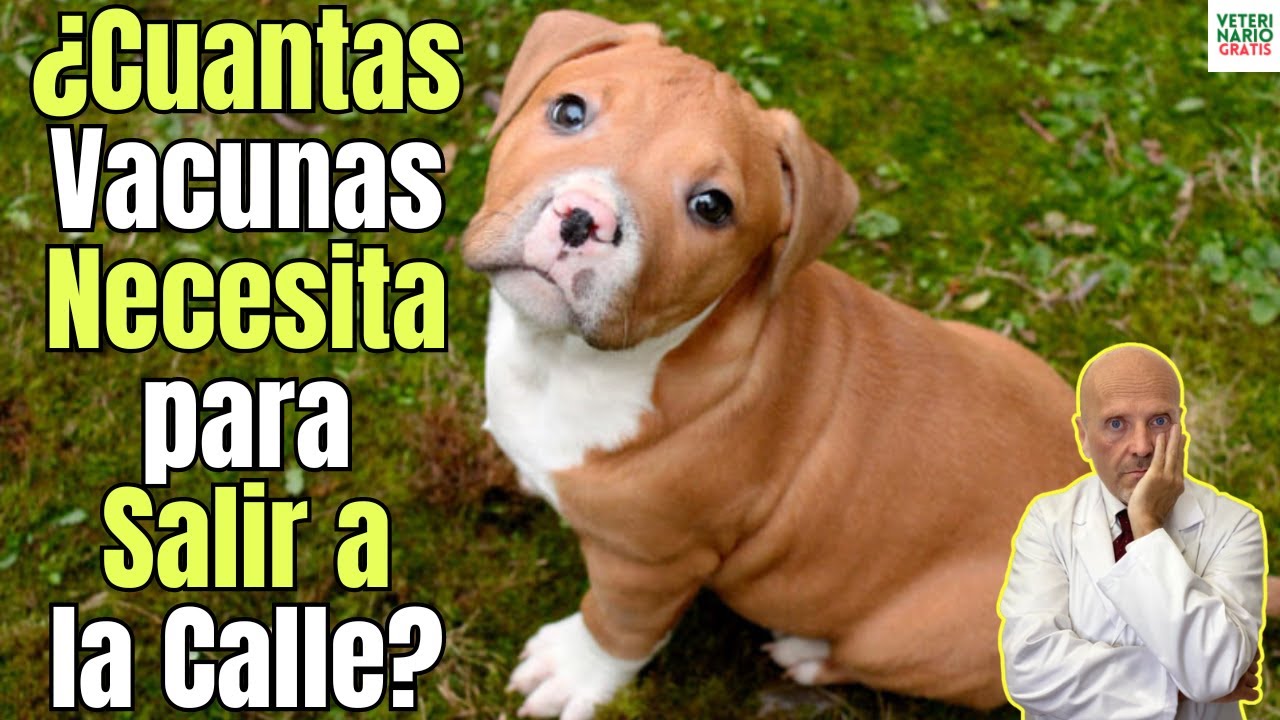 llevó años sin vacunar a mi perro
