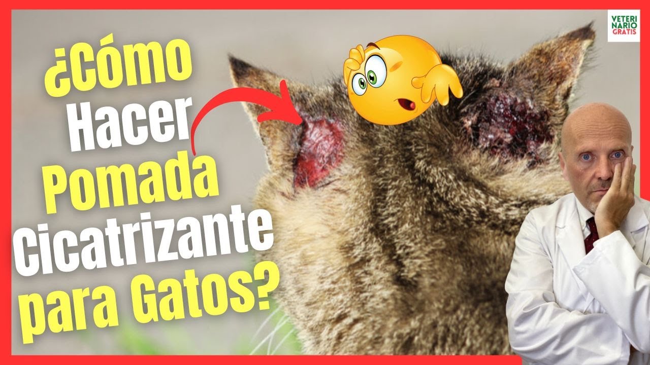 medicamento para curar heridas en gatos