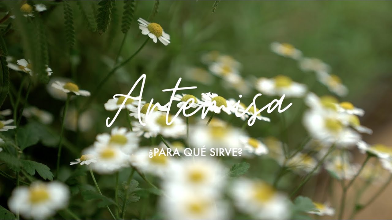 moxa de artemisa para que sirve