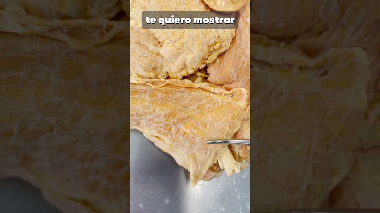 músculo que se usa al morder