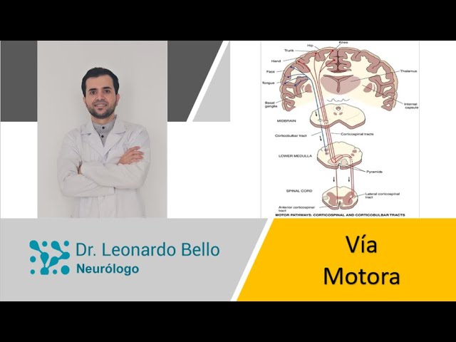pérdida temporal de la función motora