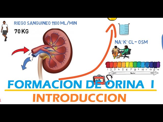 que aumenta la secrecion y excrecion de orina