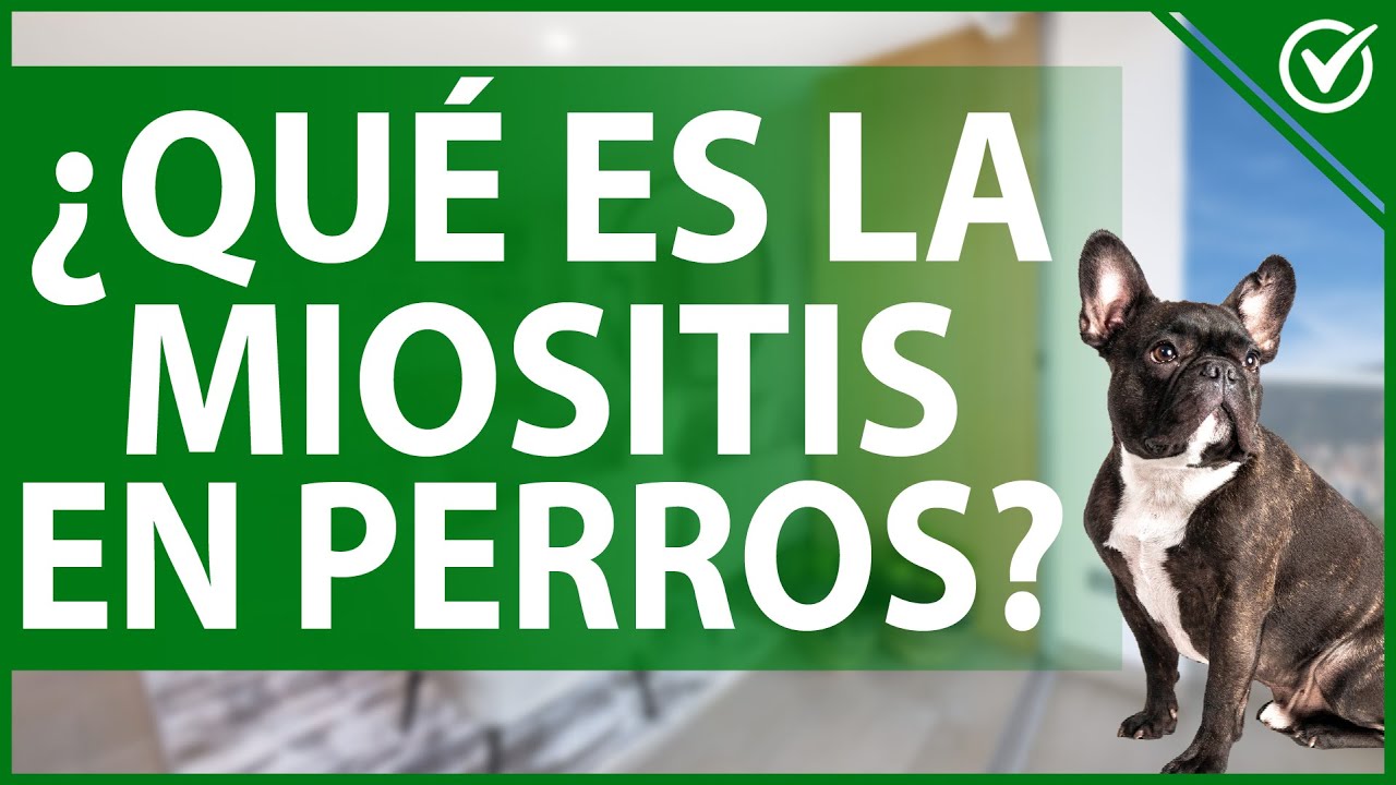 tiene cura la miositis en perros